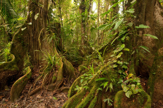 Regenwald in Belize