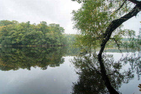 Weltnaturerbe Buchenwald Grumsin