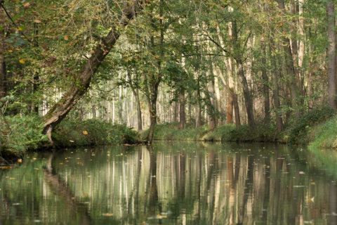 Spreewald