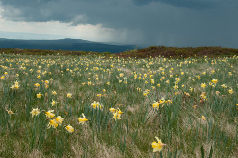 Frankreich, Auvergne