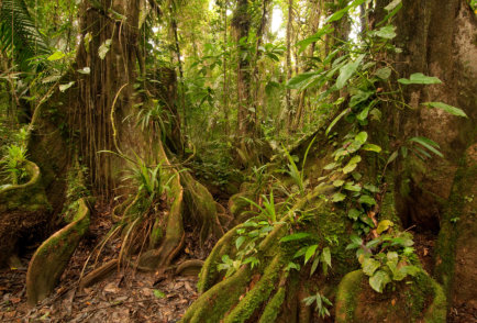 Regenwald in Belize